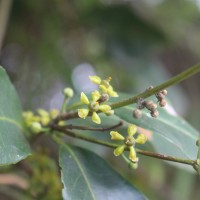 Salacia chinensis L.